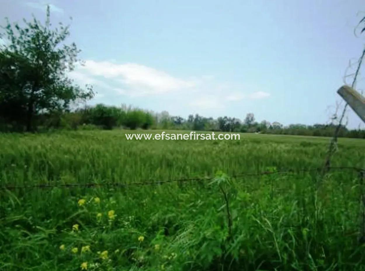 8 000 M2 Fertile Land For Sale In Muğla Ortaca Fevziye