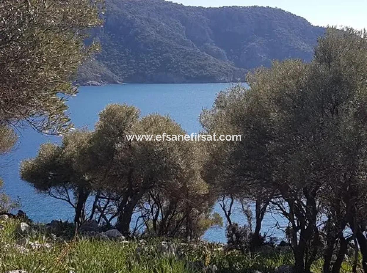 Dalyan, Gökbel De Seafront Detached 1 300 M2 Olive Grove For Sale