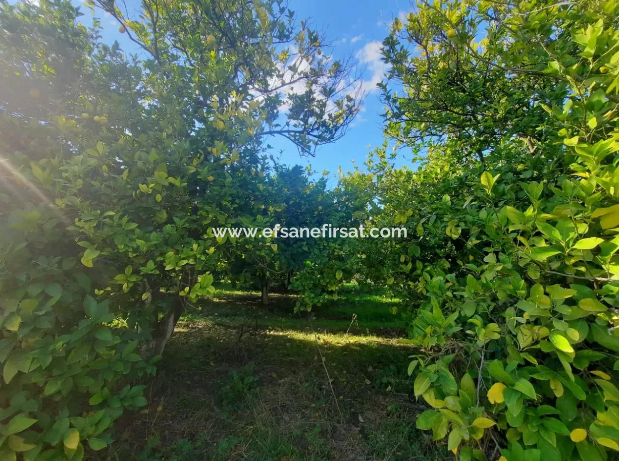 Ortaca Ekşiliyurt Suitable For Investment 11 850 M2 Lemon Garden And 4 Buildings For Sale
