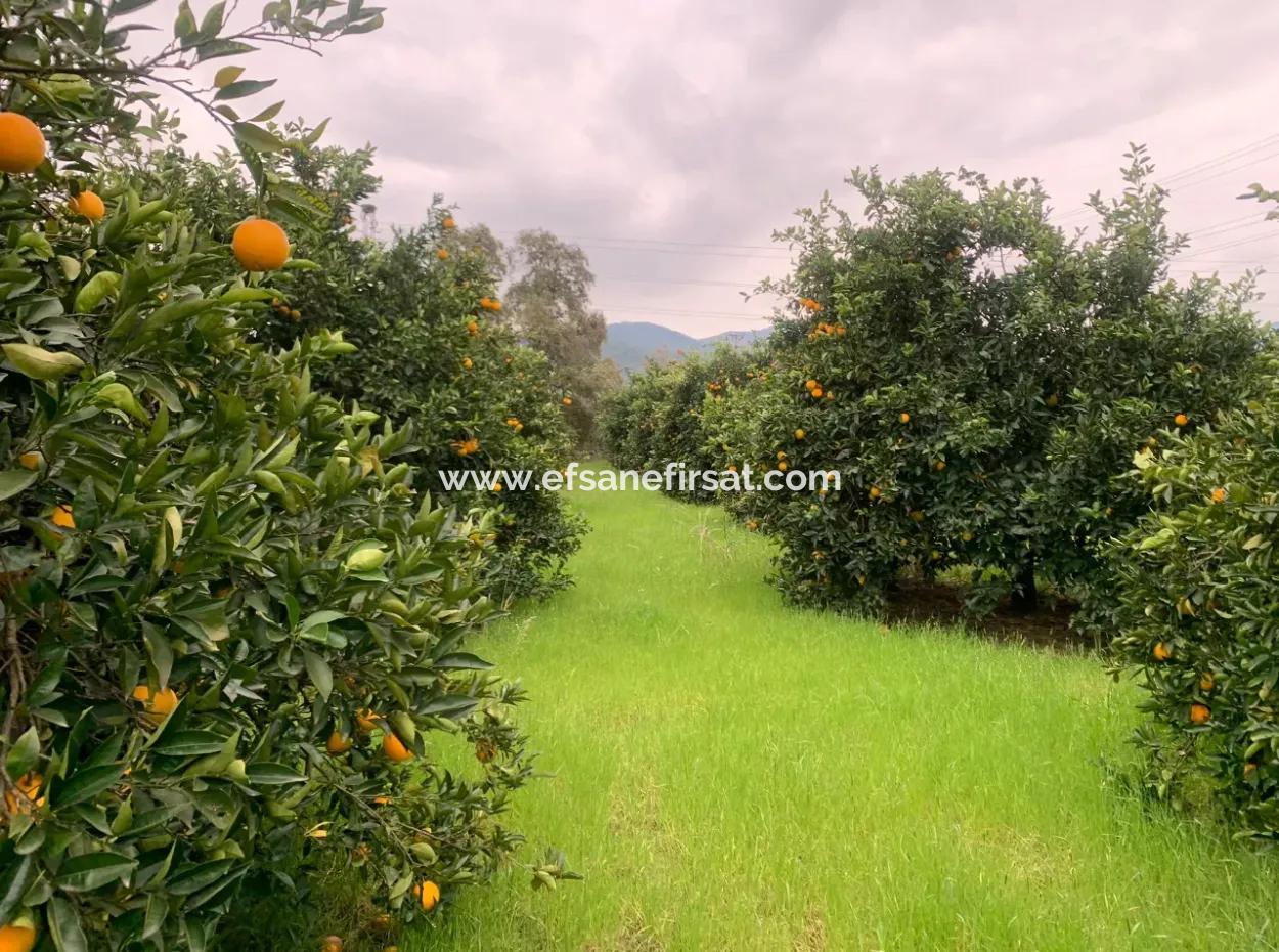 Ortaca Mergenlide 5134 M2 And Official 50 M2 Construction Permit Citrus Garden For Sale