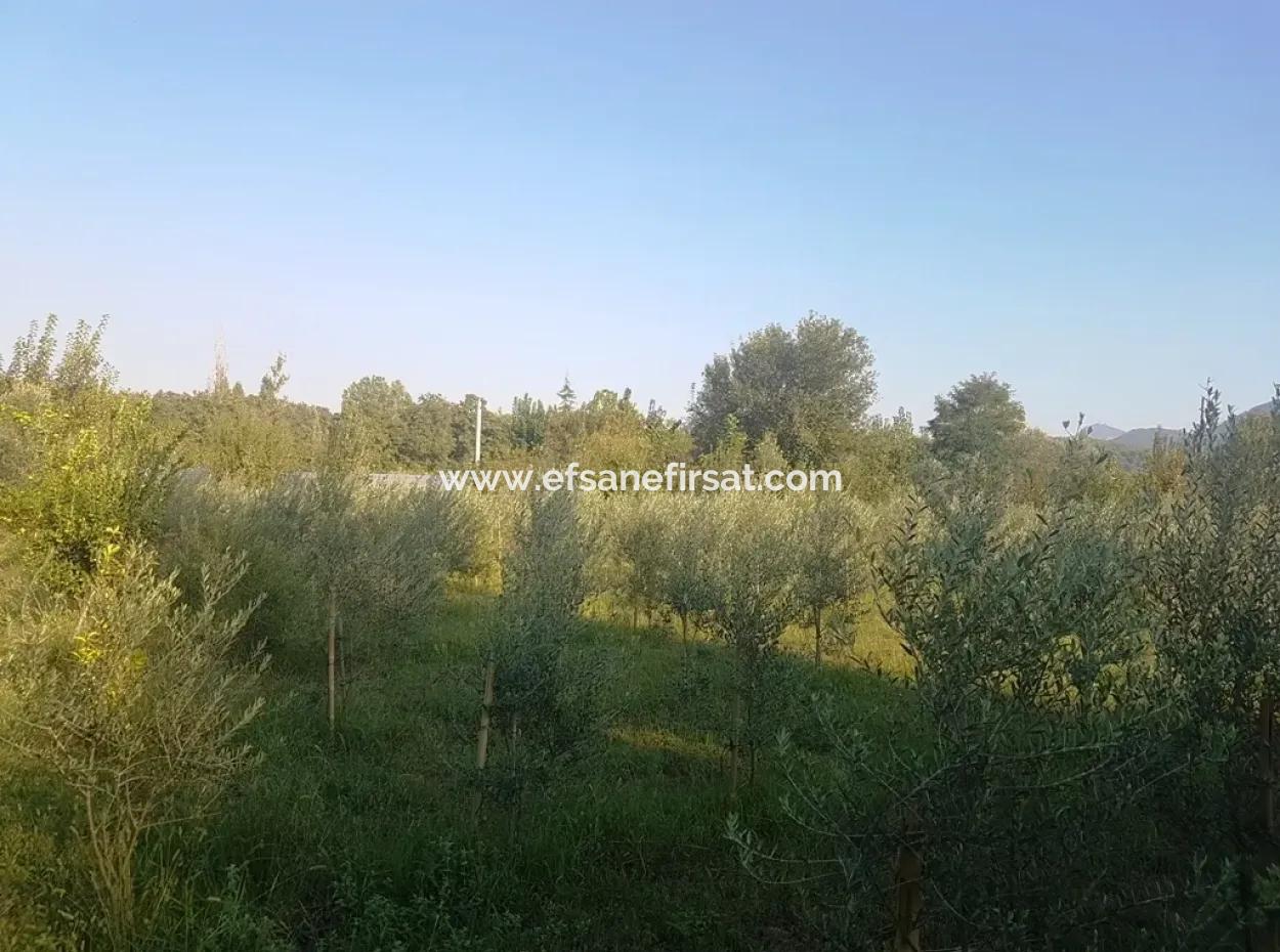 Bargain Plot For Sale In Beyoba