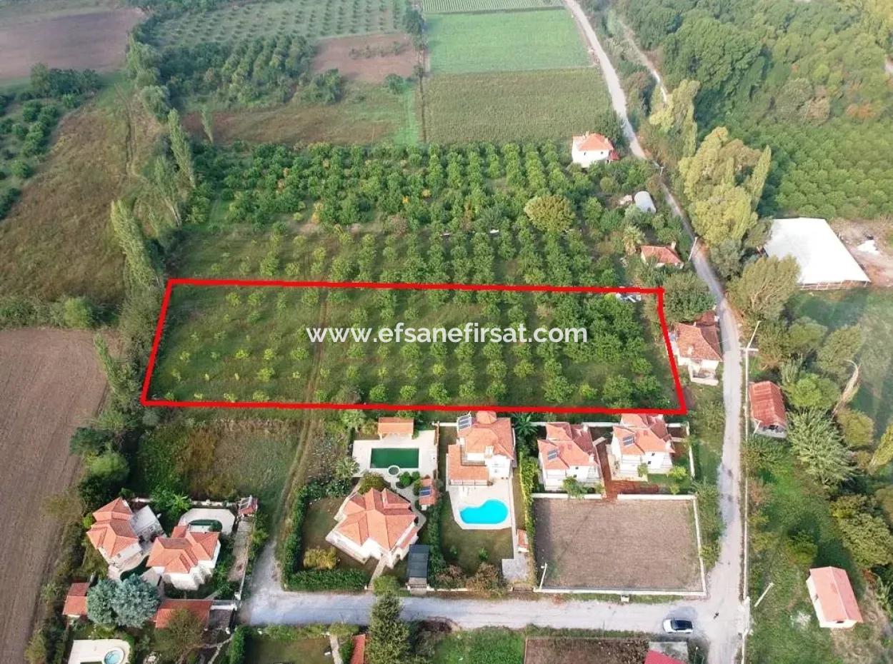 Muğla Ortaca Marmarlıda 4.000 M2 Lemon Garden 5 Years Rental