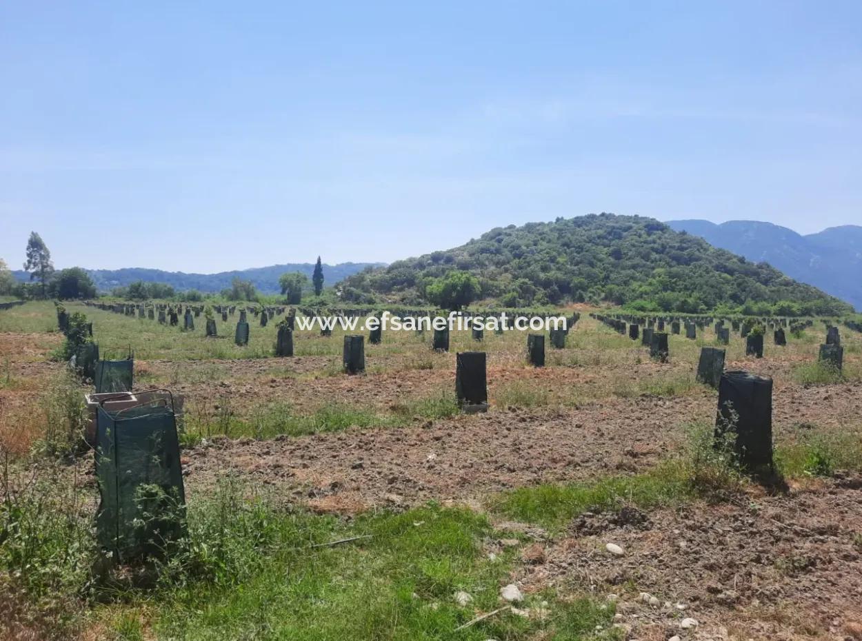 40.000 M2 Avocado Garden For Sale In Muğla Güzelyurt