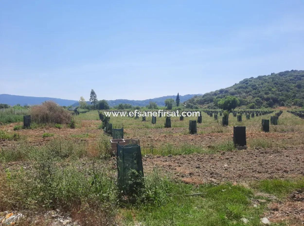 40.000 M2 Avocado Garden For Sale In Muğla Güzelyurt
