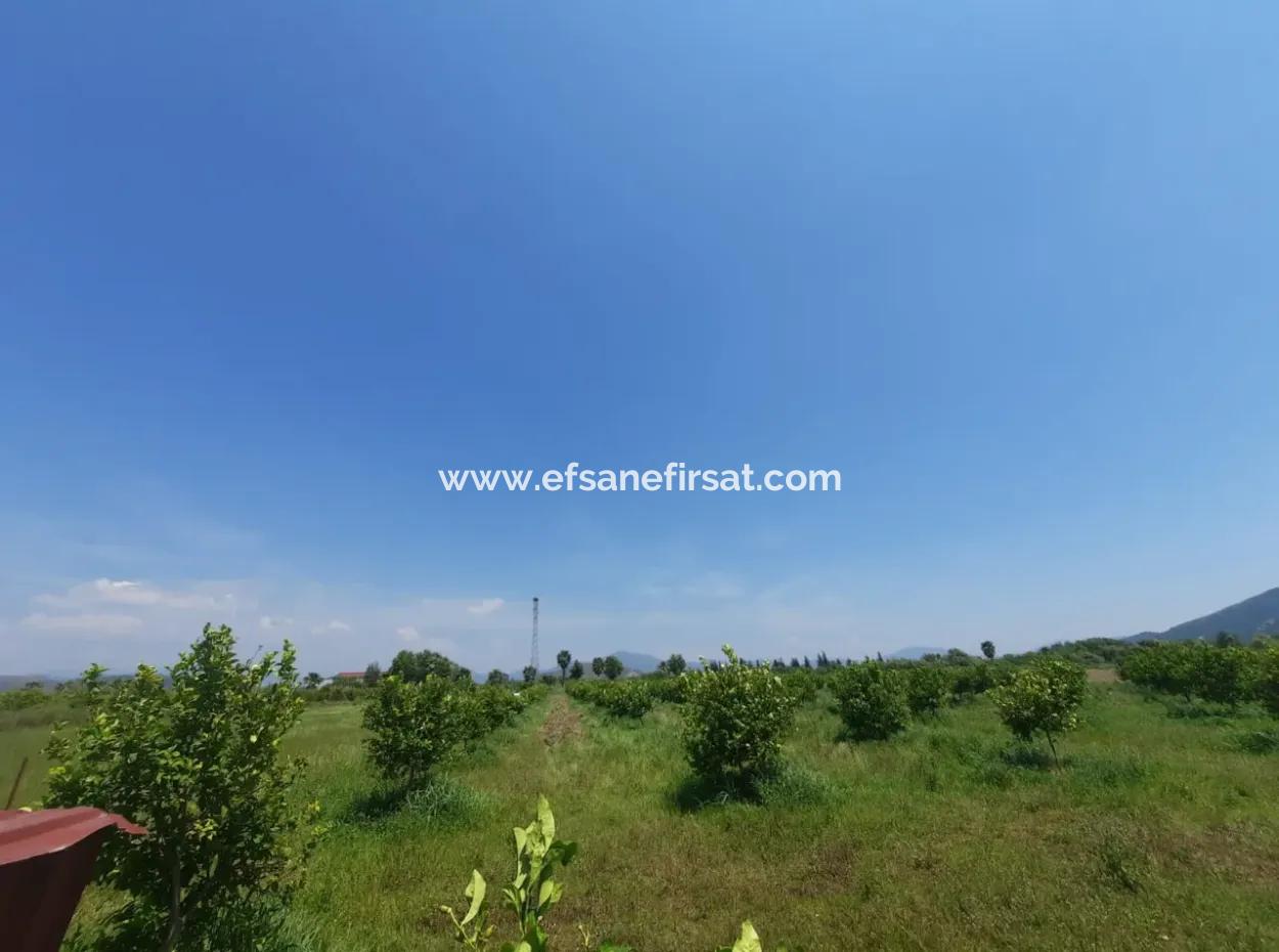 15 600 M2 Lemon Garden For Sale In Muğla Güzelyurt