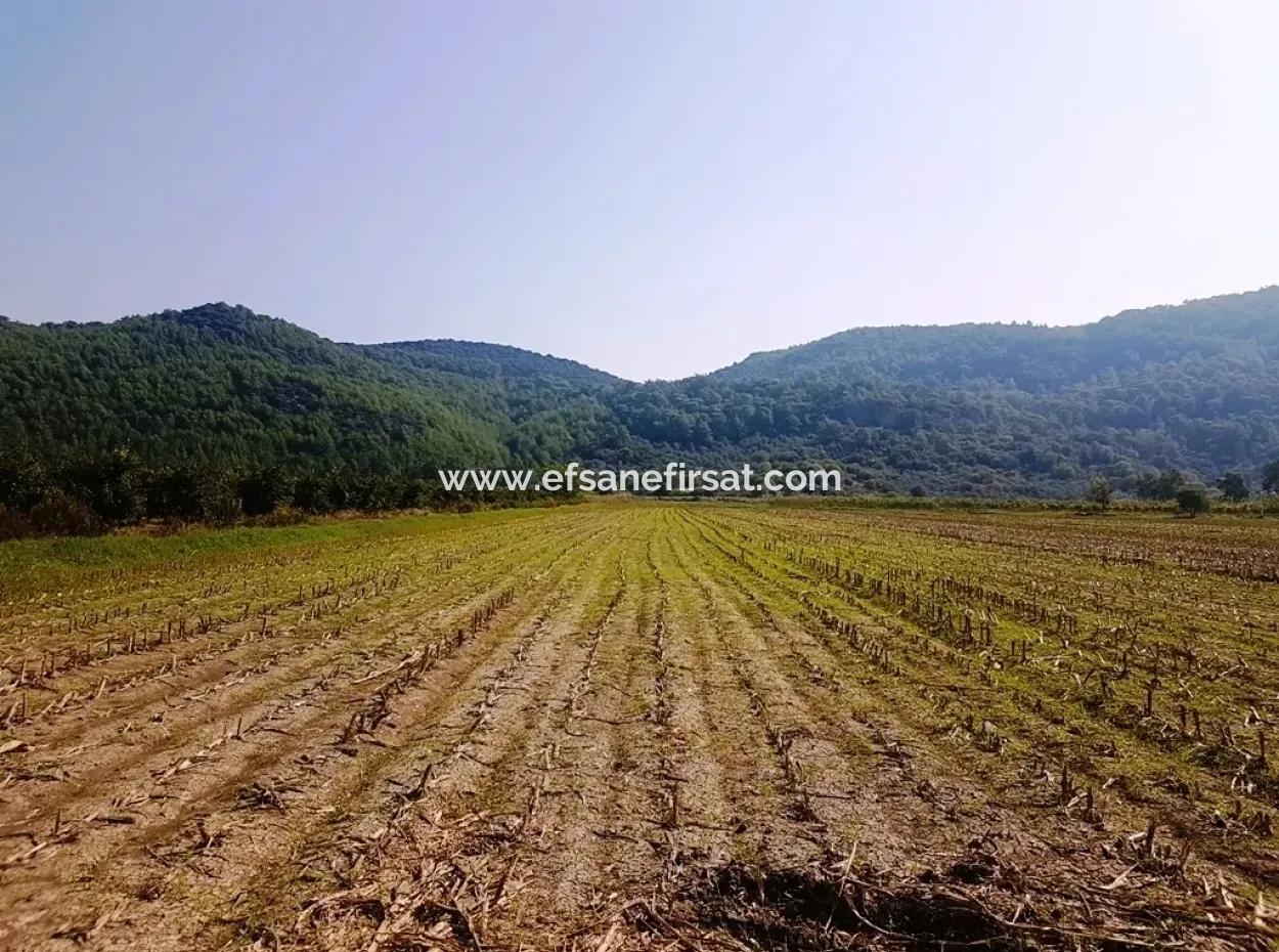 Region Of Fertile Land Rental