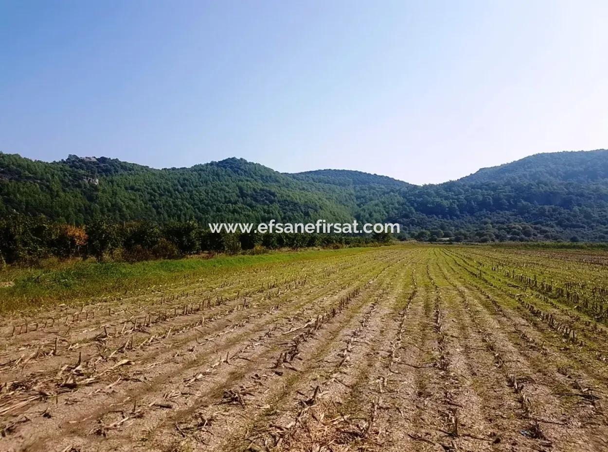 Region Of Fertile Land Rental