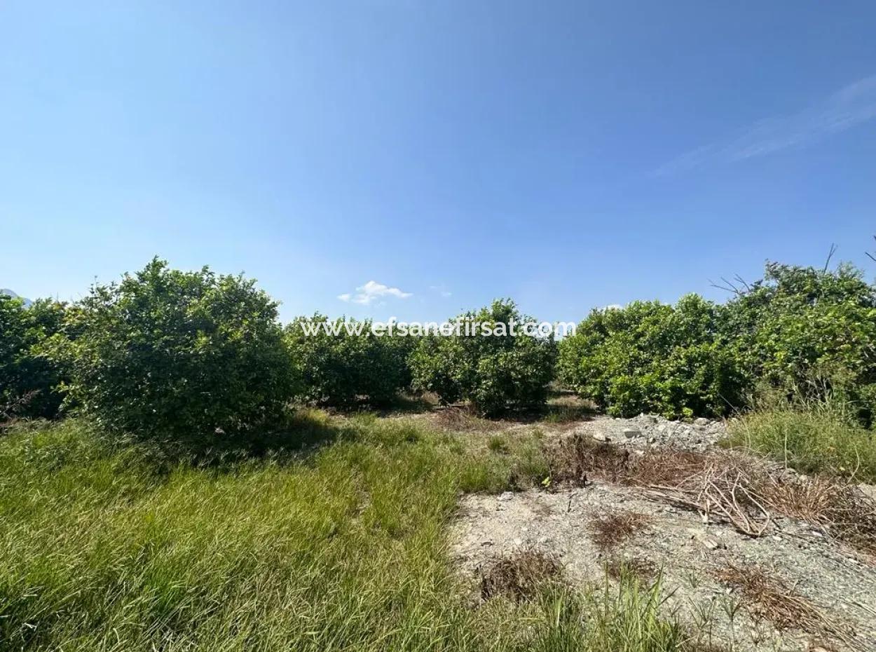 15 000 M2 Lemon Orchard For Sale In Eskiköy, Dalyan