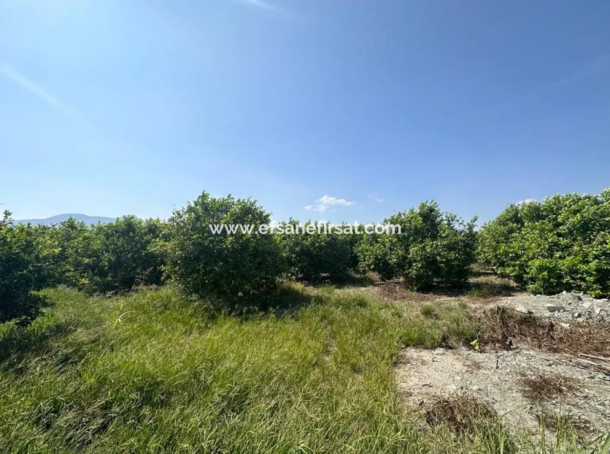 15 000 M2 Lemon Orchard For Sale In Eskiköy, Dalyan