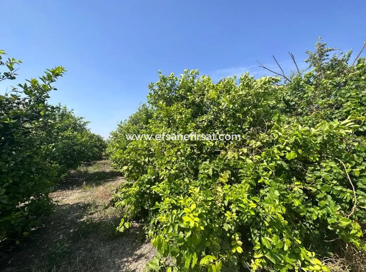 15 000 M2 Lemon Orchard For Sale In Eskiköy, Dalyan