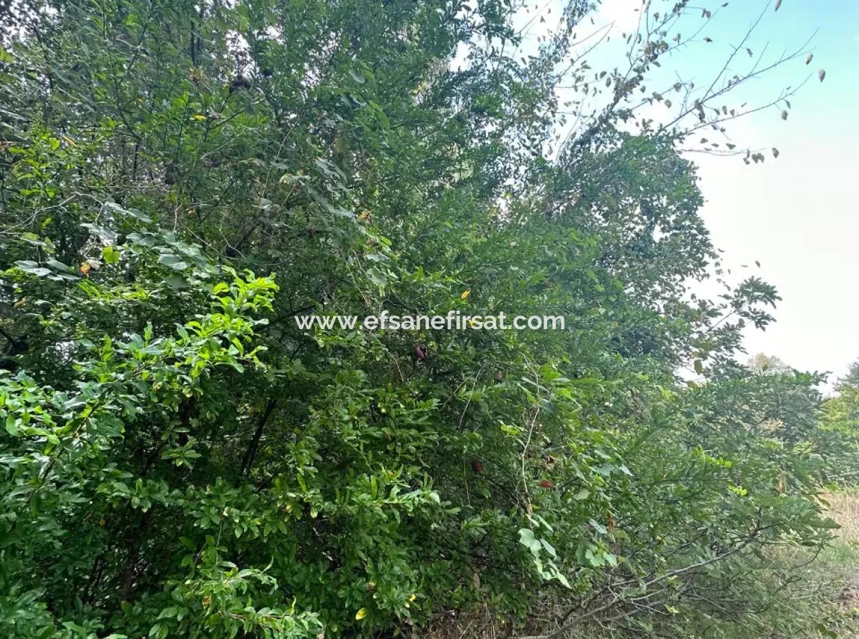 For Sale And In Koycegiz 1026 M2