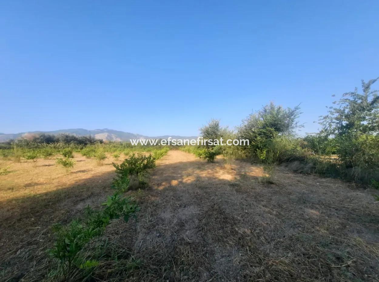 5000 M2 Citrus Orchard For Sale In Ortaca Dikmekavak