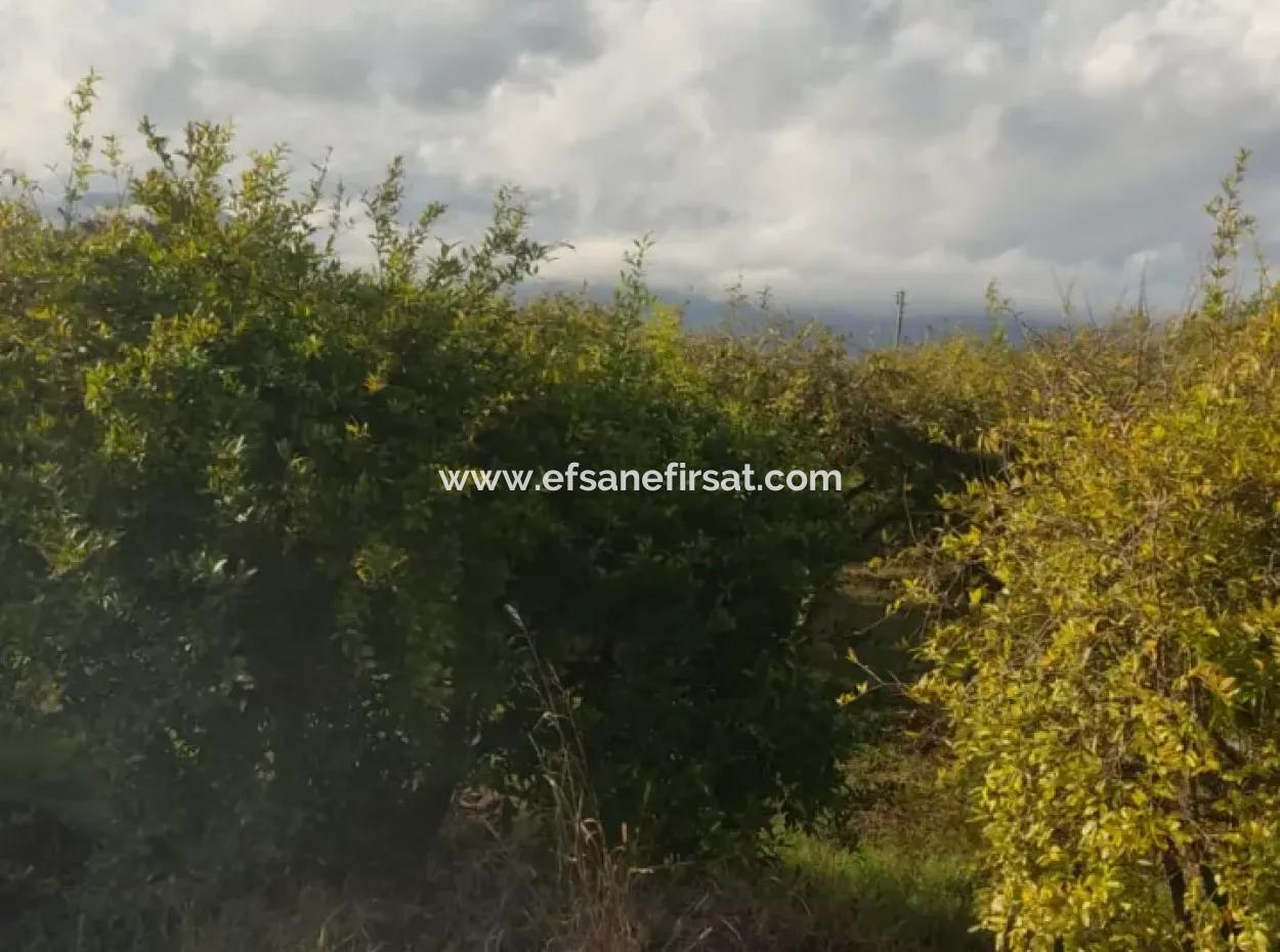 7833 M2 Detached Field For Sale In Muğla Ortaca Eskiköy