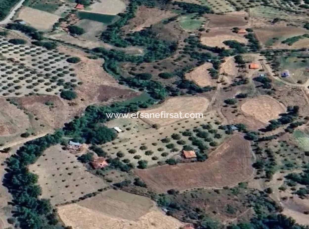 3500 M2 Zoned Walnut Orchard For Sale In Denizli Çameli Cevizli