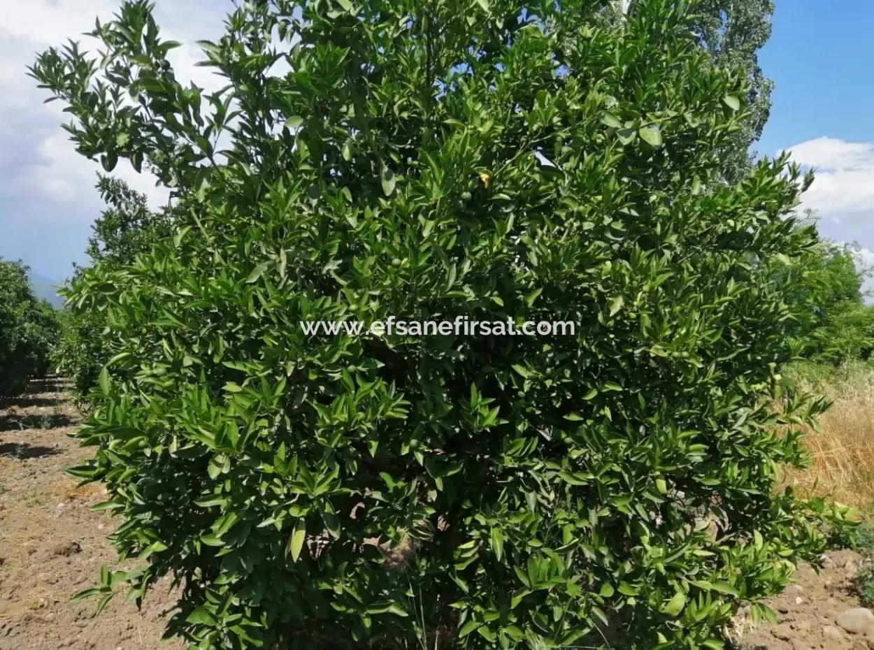 Farm For Sale In Köyceğiz Beyoba Bargain