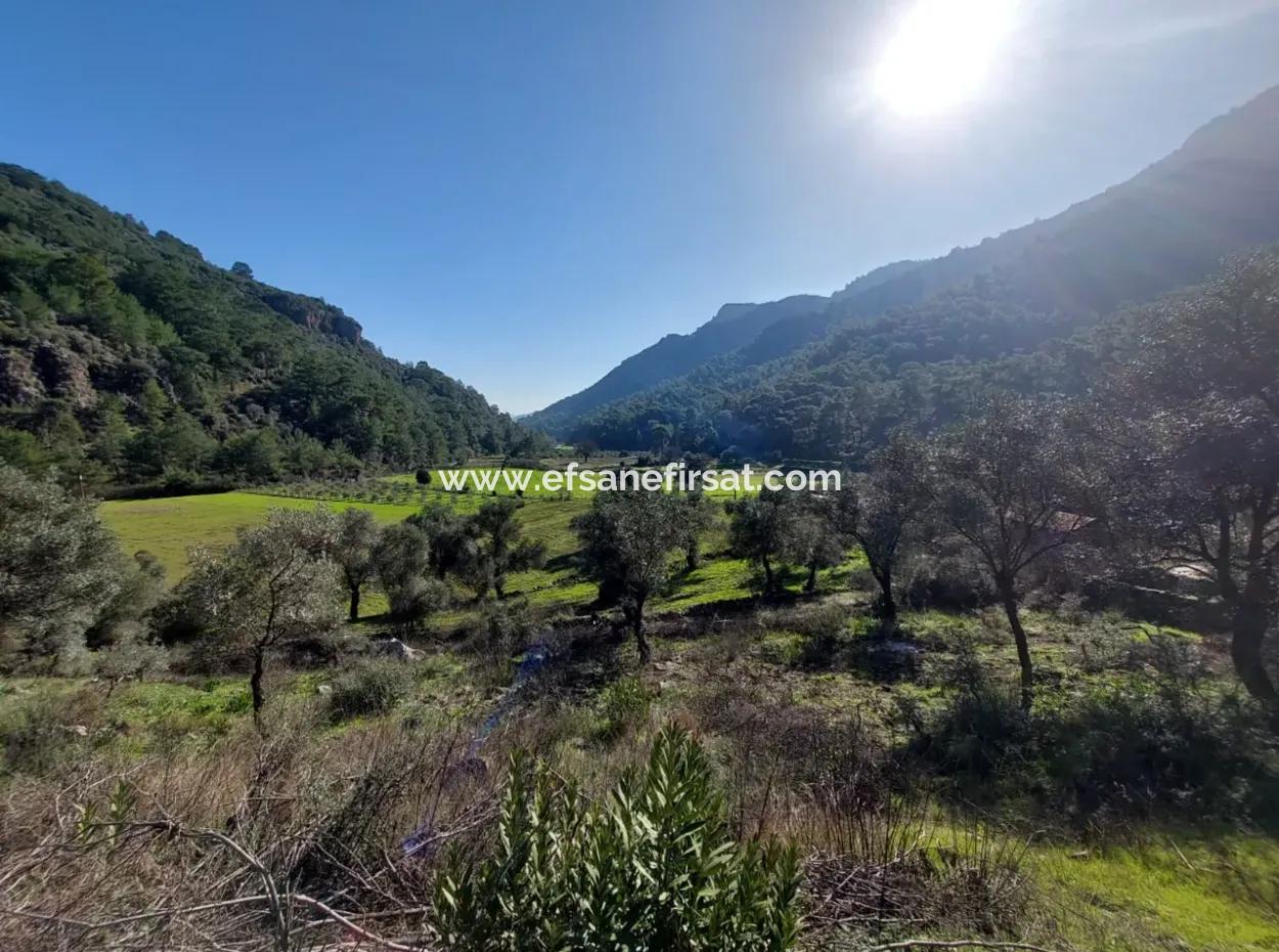 Muğla Dalyan Gökbelde 13 200 M2 Detached Title Deed Olive Grove For Sale