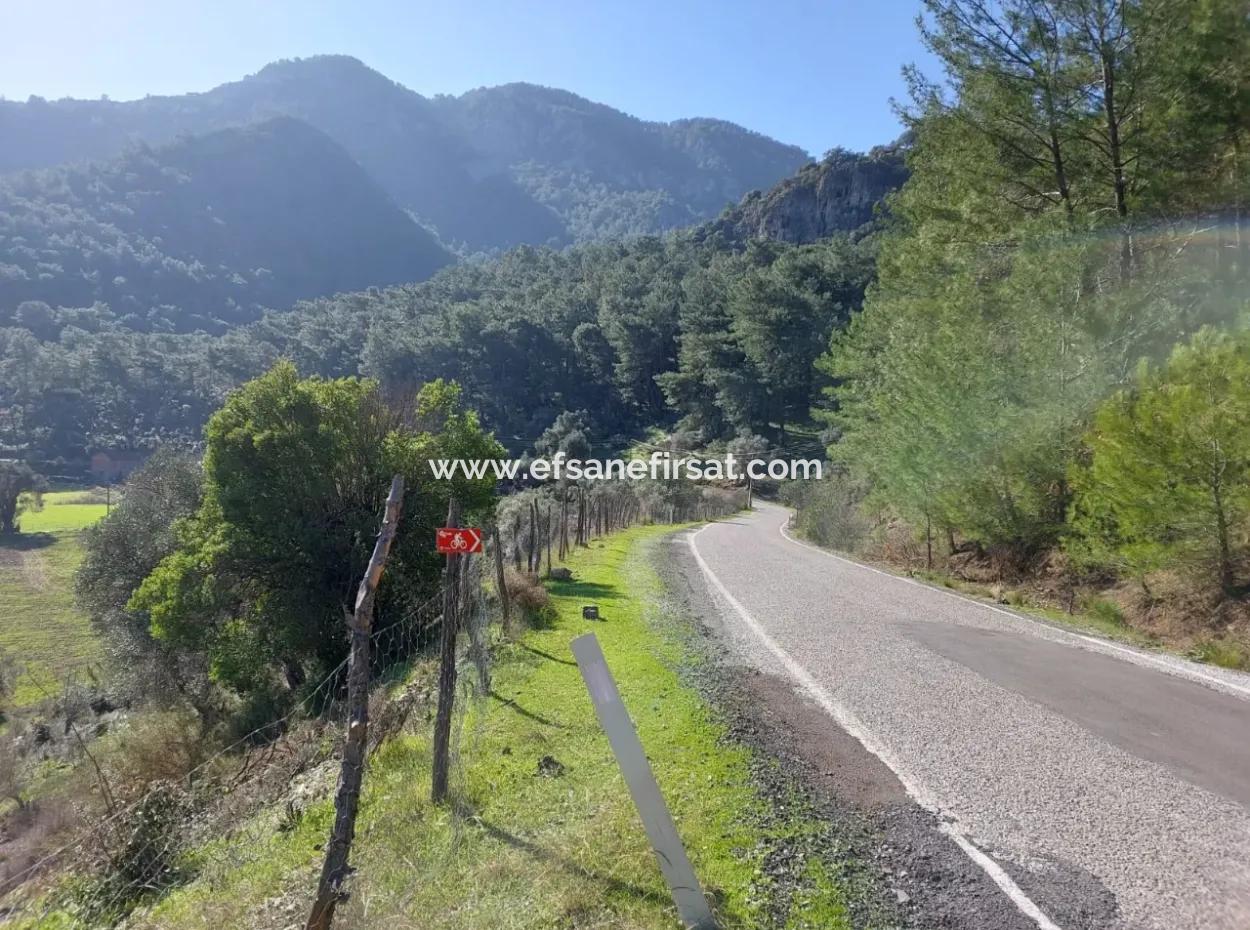 Muğla Dalyan Gökbelde 13 200 M2 Detached Title Deed Olive Grove For Sale