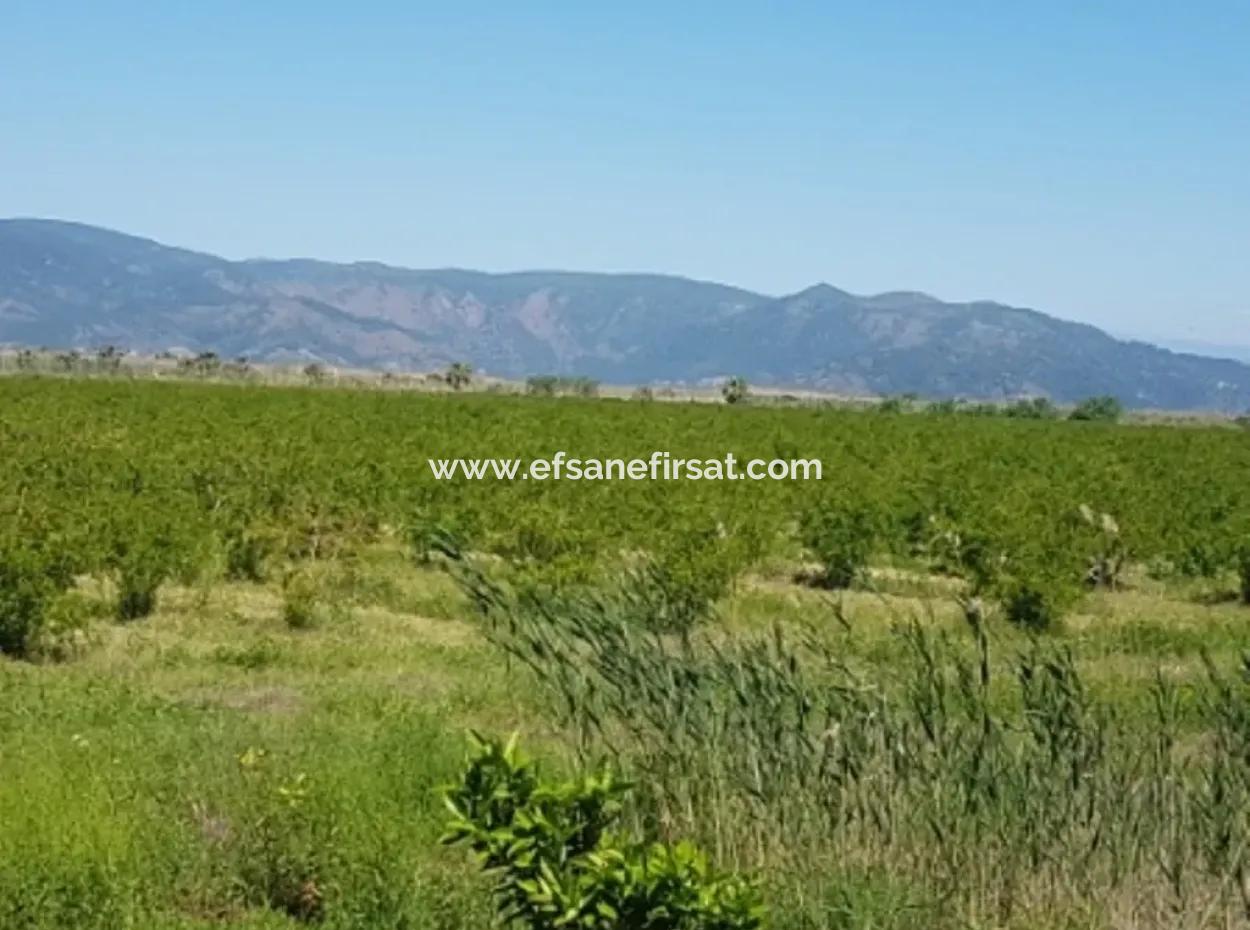 Garden Of Pomegranates For Sale In Dalyan