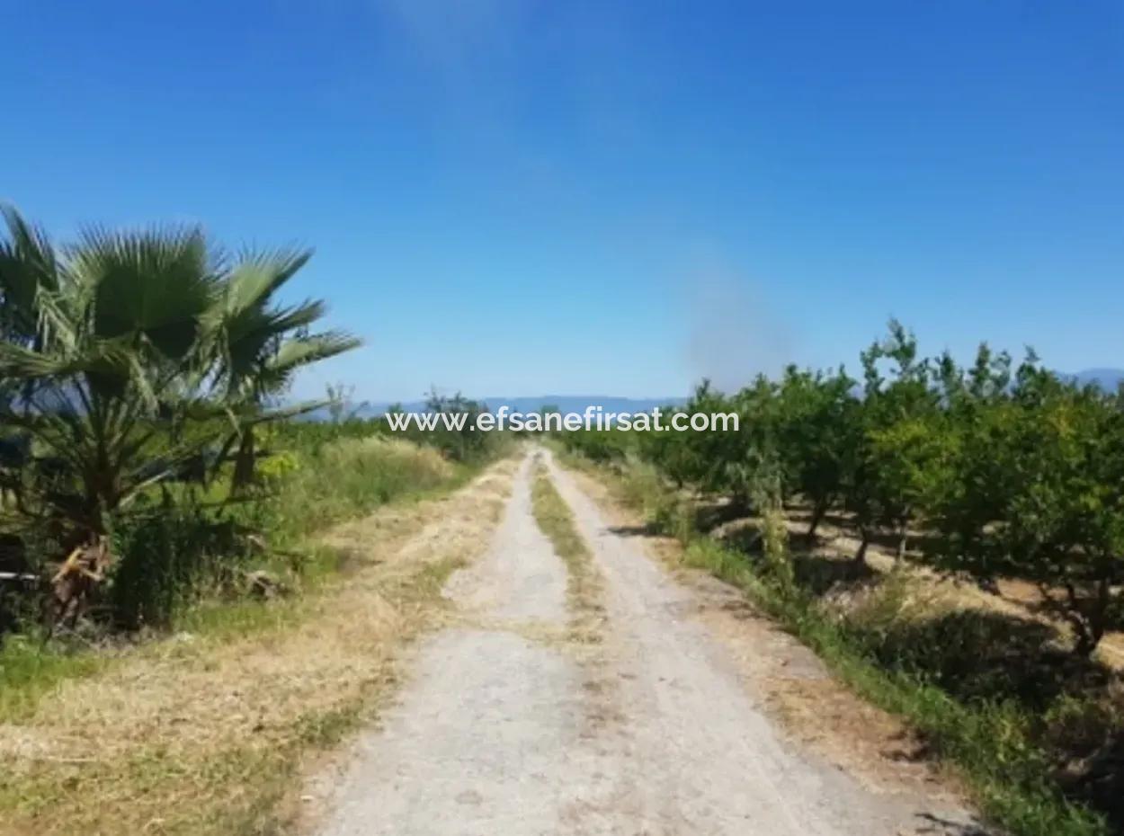 Garden Of Pomegranates For Sale In Dalyan