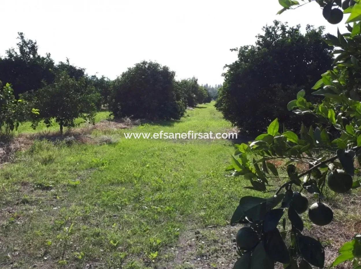 Tepearasi Bargain For Sale In Orange Grove