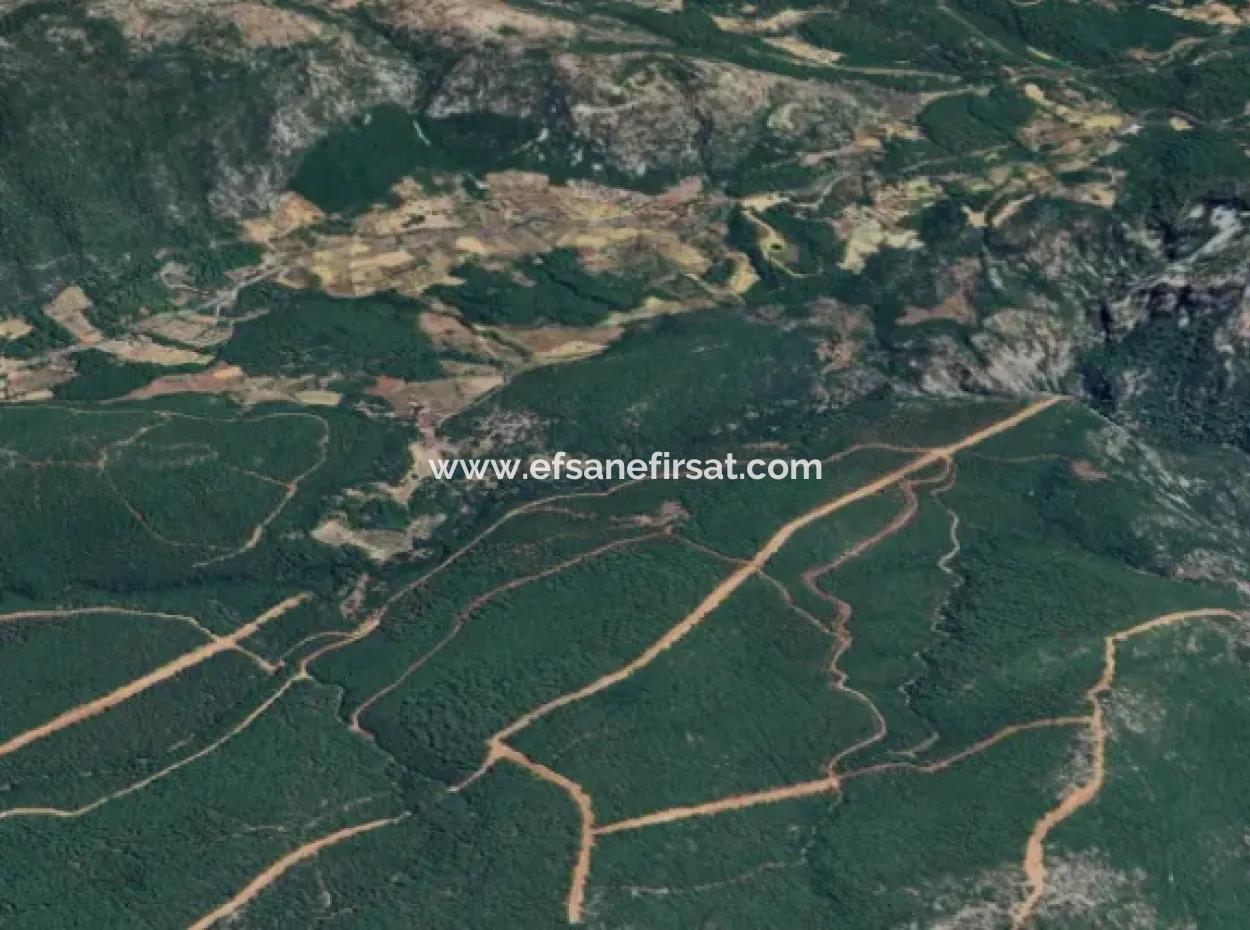 25 Acres Of Land In The Forest In Muğla Ula Armutçuk For Sale        