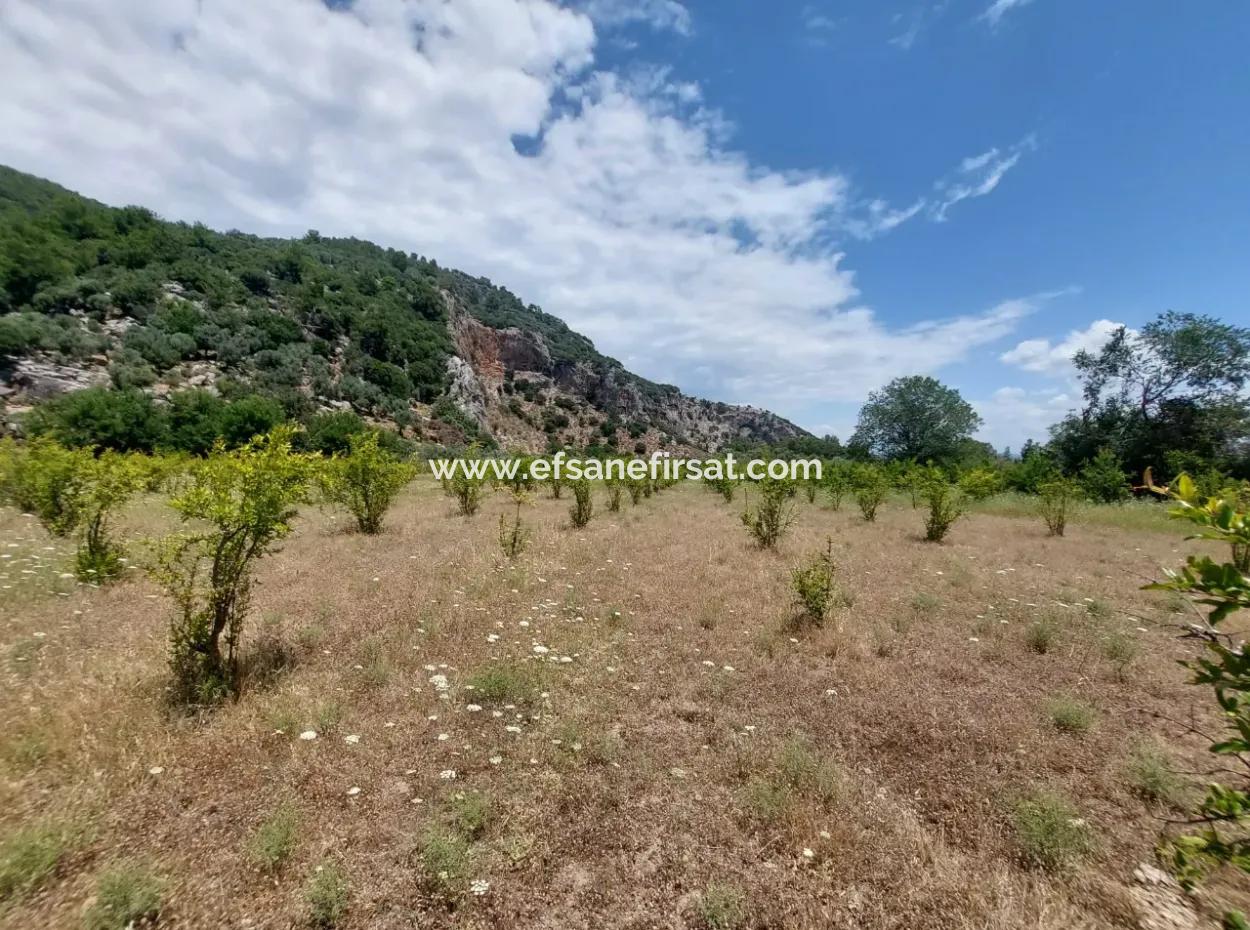 Köyceğiz Çandırda Detached Title Deed 33.800 M2 Field For Sale