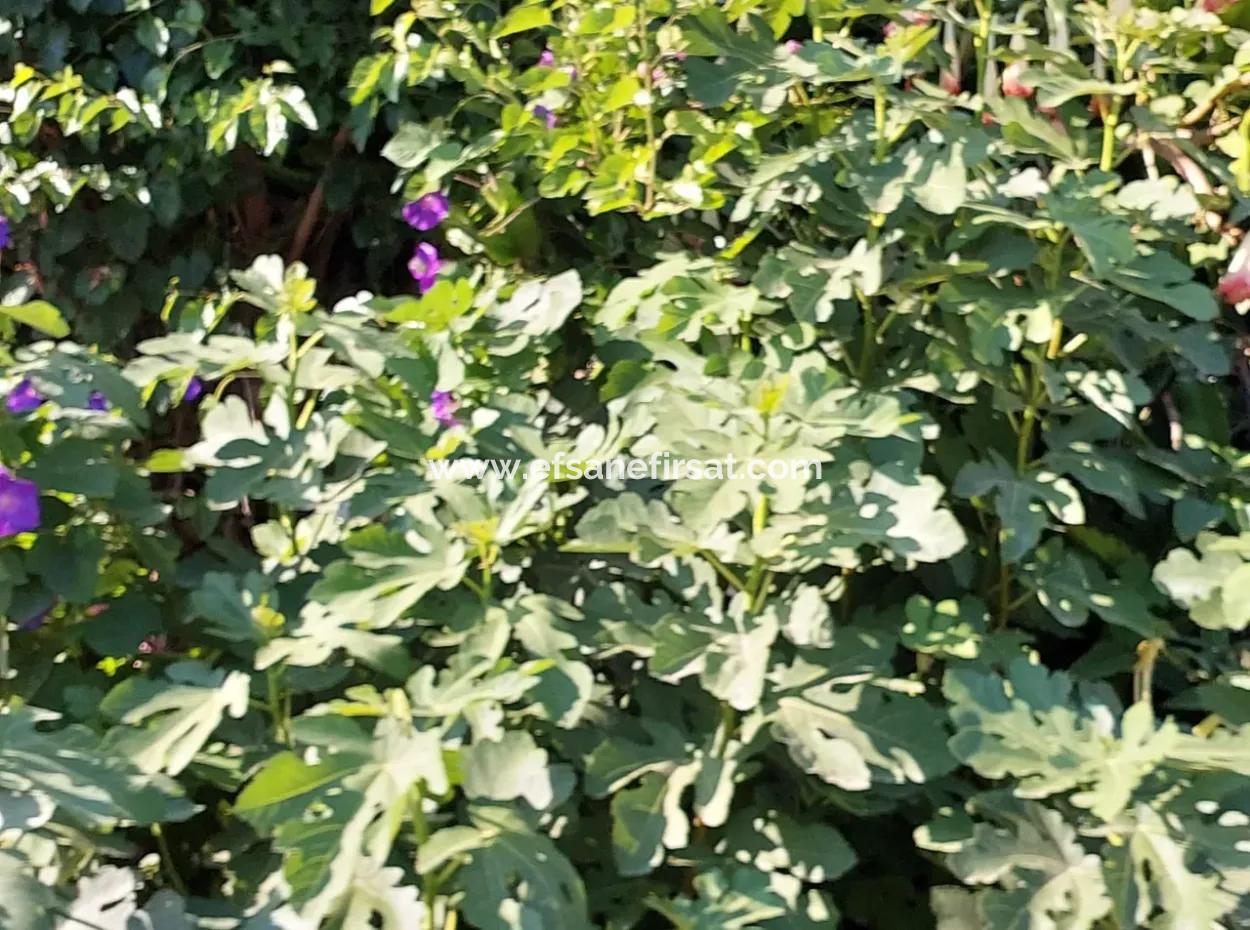 1.650 M2 Residential Or Hotel Zoned Land For Sale In Dalyan, Muğla