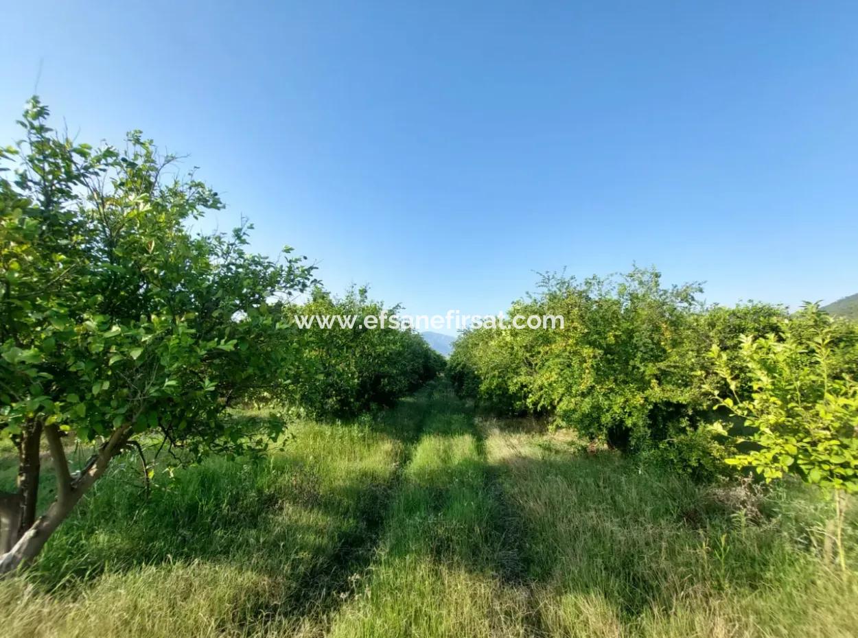 23.000 M² Pomegranate And Lemon Orchard In Muğla Ortaca Tepearası For Sale – Suitable For Agricultural Loan