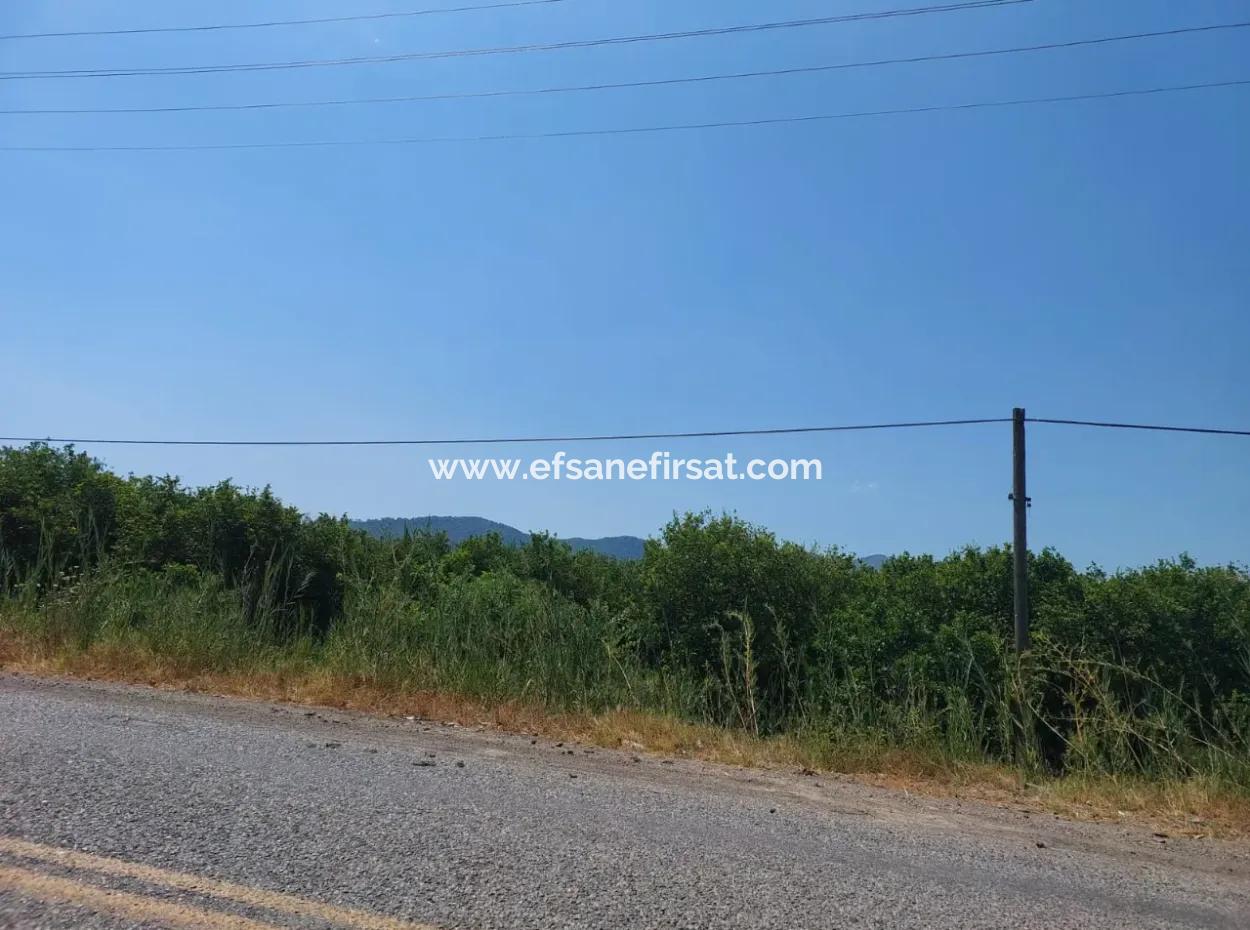 Muğla Ortaca Ekşiliyurtta Roadfront 7.000 M2 Lemon Garden For Sale