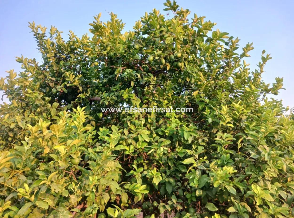 4.000 M2 Lemon Garden For Sale In Ortaca Fevziye
