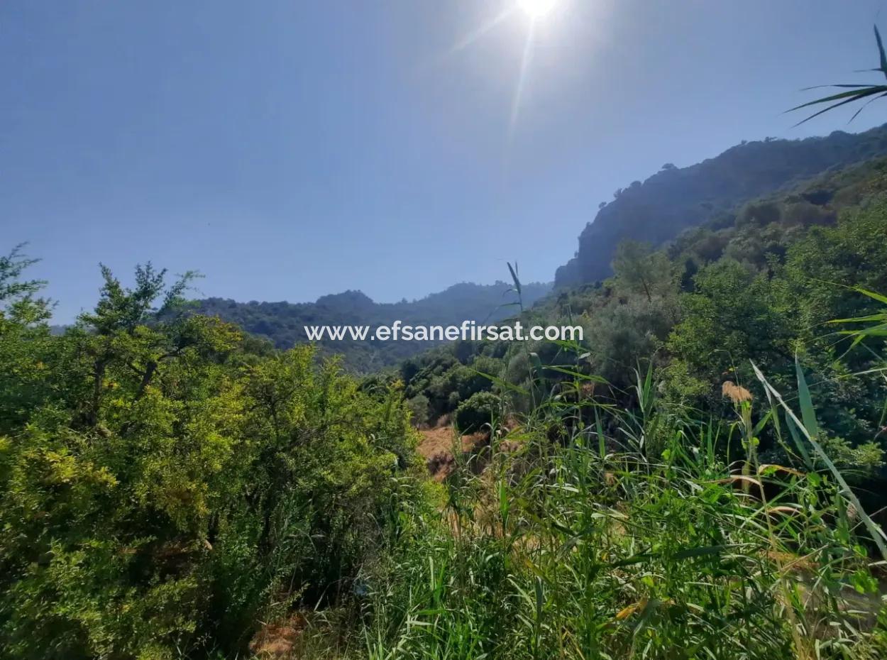 Muğla Dalyanda Mountain Zero, Waterside 10 500 M2 Pomegranate Garden For Sale