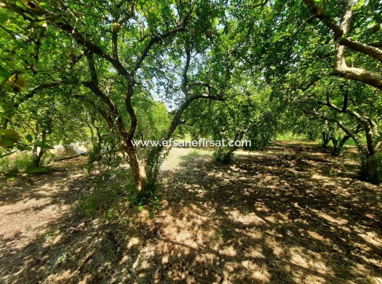 Muğla Dalyanda Mountain Zero, Waterside 10 500 M2 Pomegranate Garden For Sale