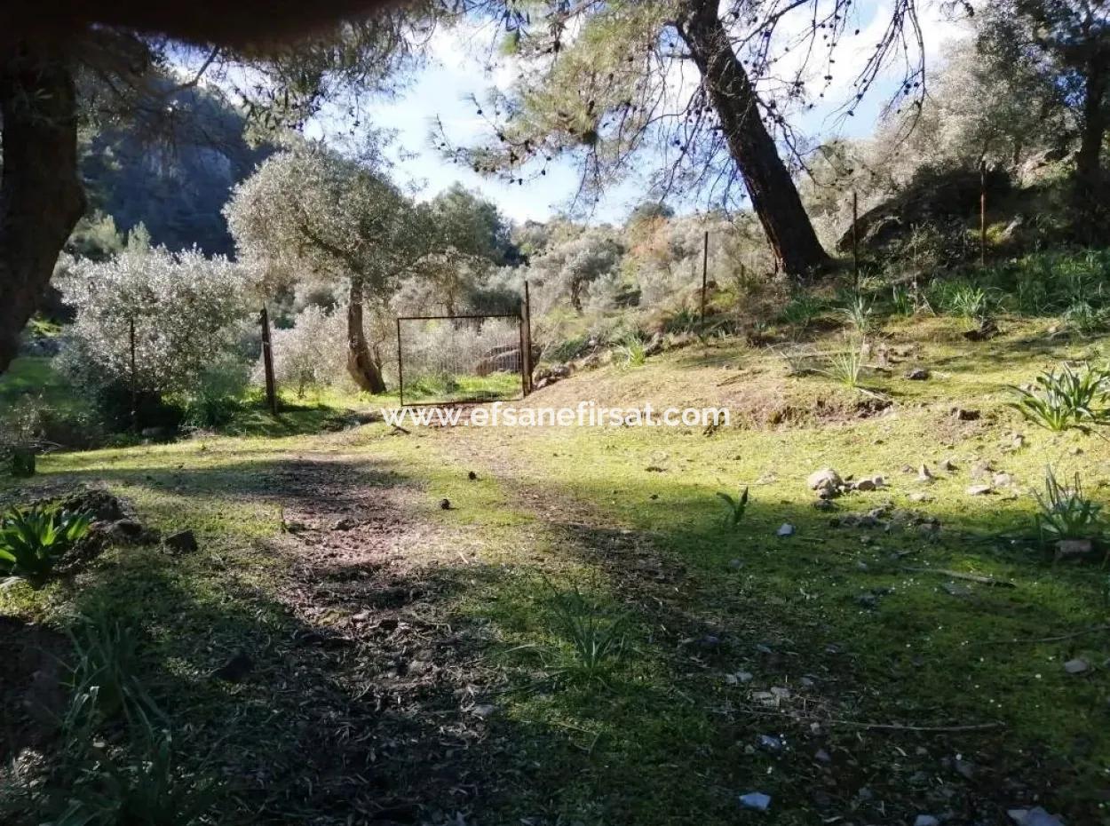 Mugla Ortaca Gokbel Bargain Olive Grove For Sale