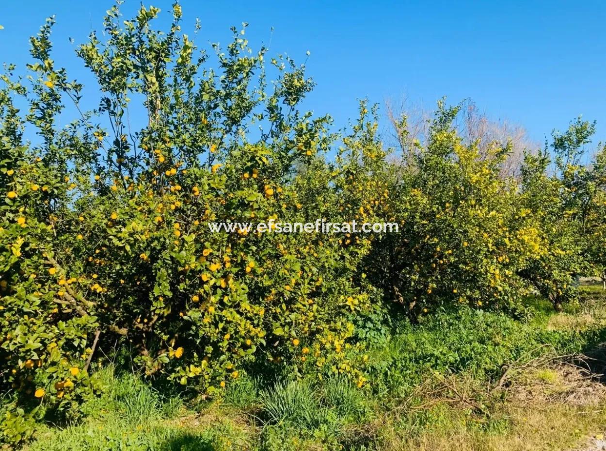 For Sale Plot Of Land Raider Also