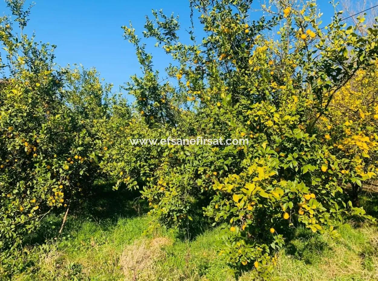 For Sale Plot Of Land Raider Also