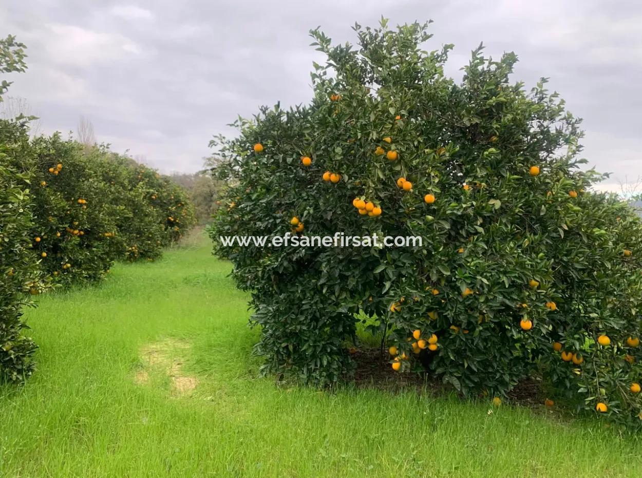 1084 M2 Zoned Bargain Land For Sale In Ortaca Ekşiliyurt