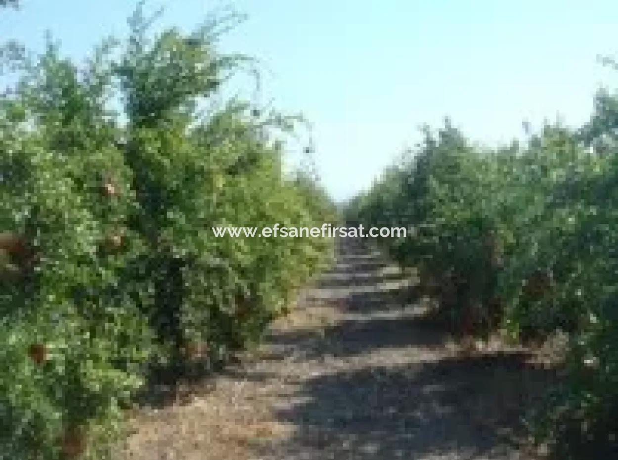 Ortaca, Mergenlide Detached 8.780 M2 Pomegranate Garden For Sale