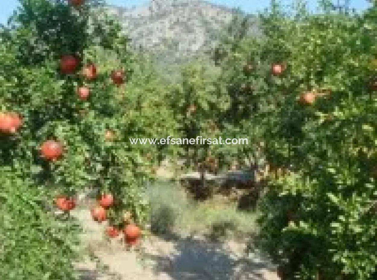 Ortaca, Mergenlide Detached 8.780 M2 Pomegranate Garden For Sale