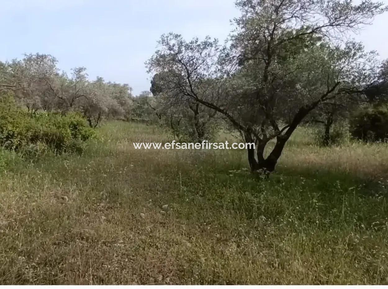 1272M2 Land Zoned In Muğla Menteşe Yaraş Village Is For Sale.   