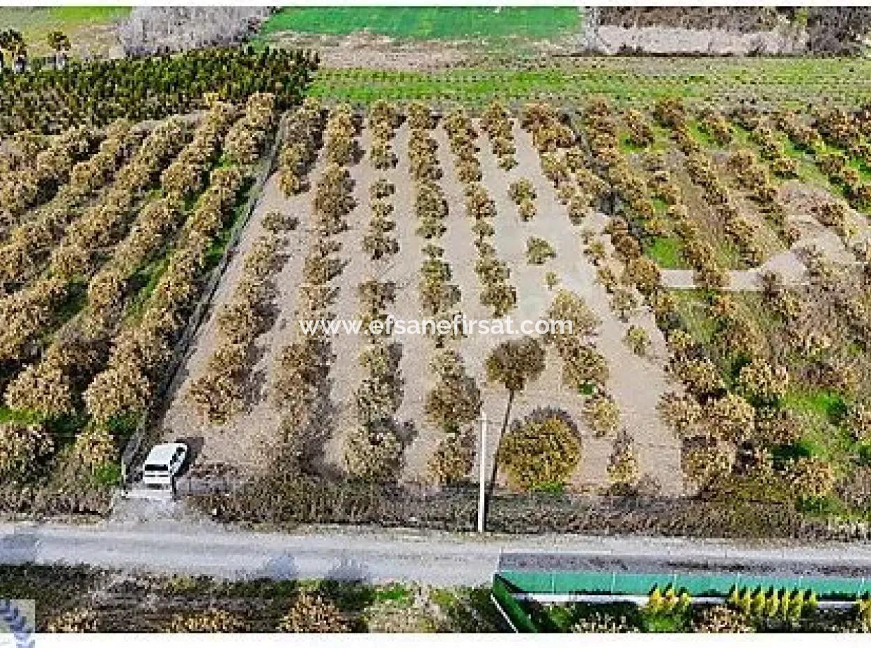 3 100 M2 Orange Field For Sale In Muğla Köyceğiz Döğüşbelen