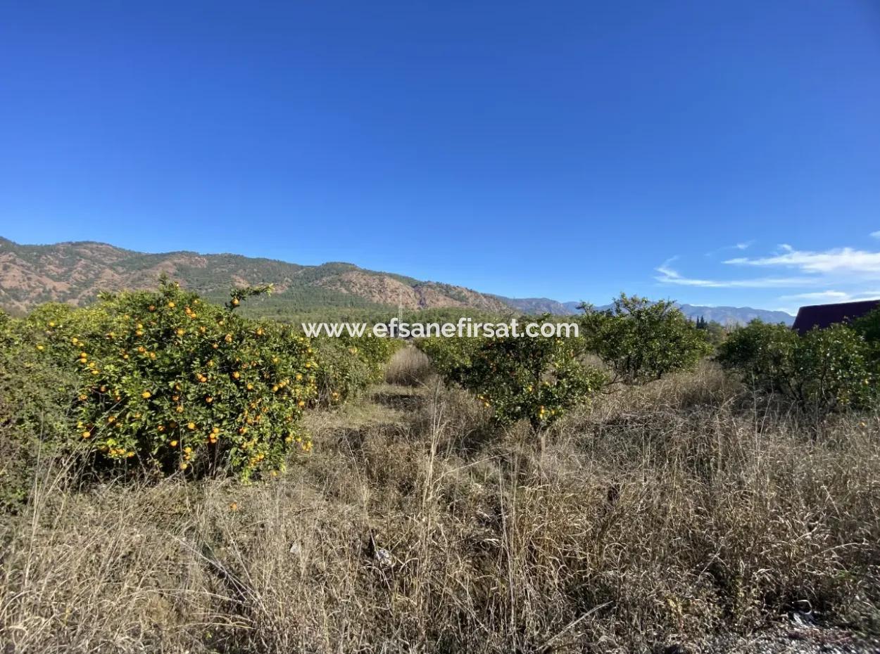 3 100 M2 Orange Field For Sale In Muğla Köyceğiz Döğüşbelen