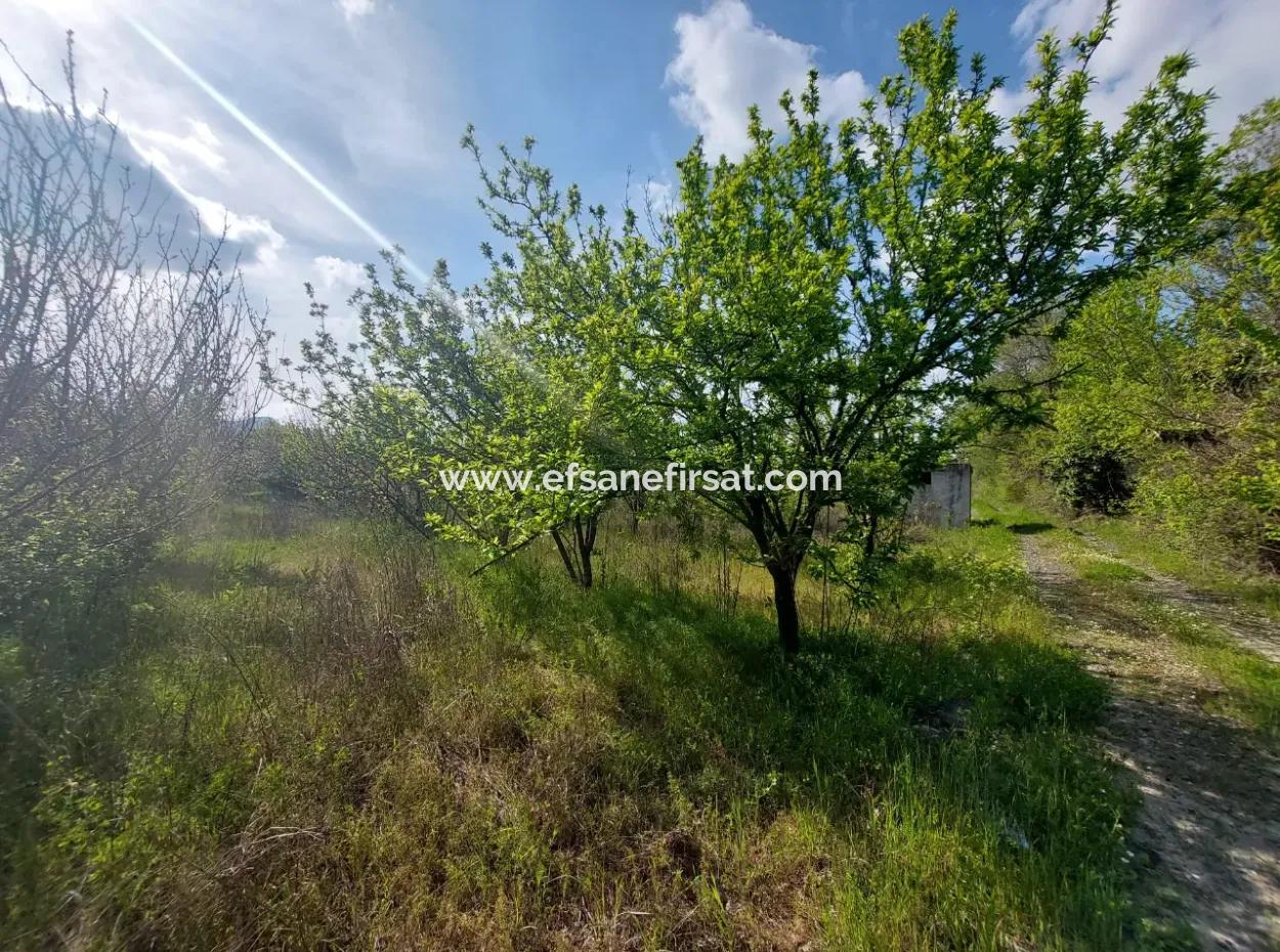 In Muğla Ortaca Eskiköy, 12.805 M2 Of Land With A Share Is For Sale.