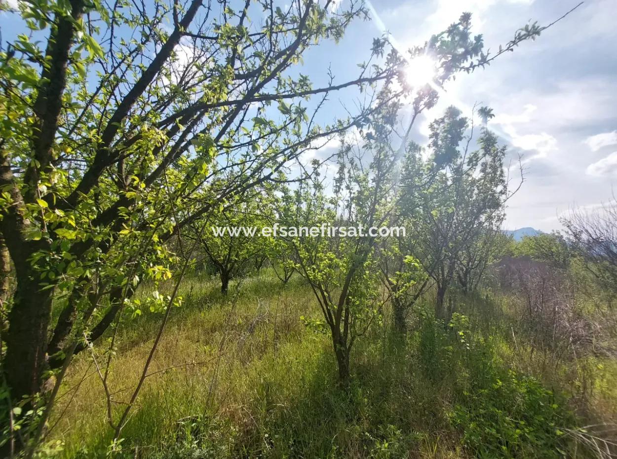 In Muğla Ortaca Eskiköy, 12.805 M2 Of Land With A Share Is For Sale.