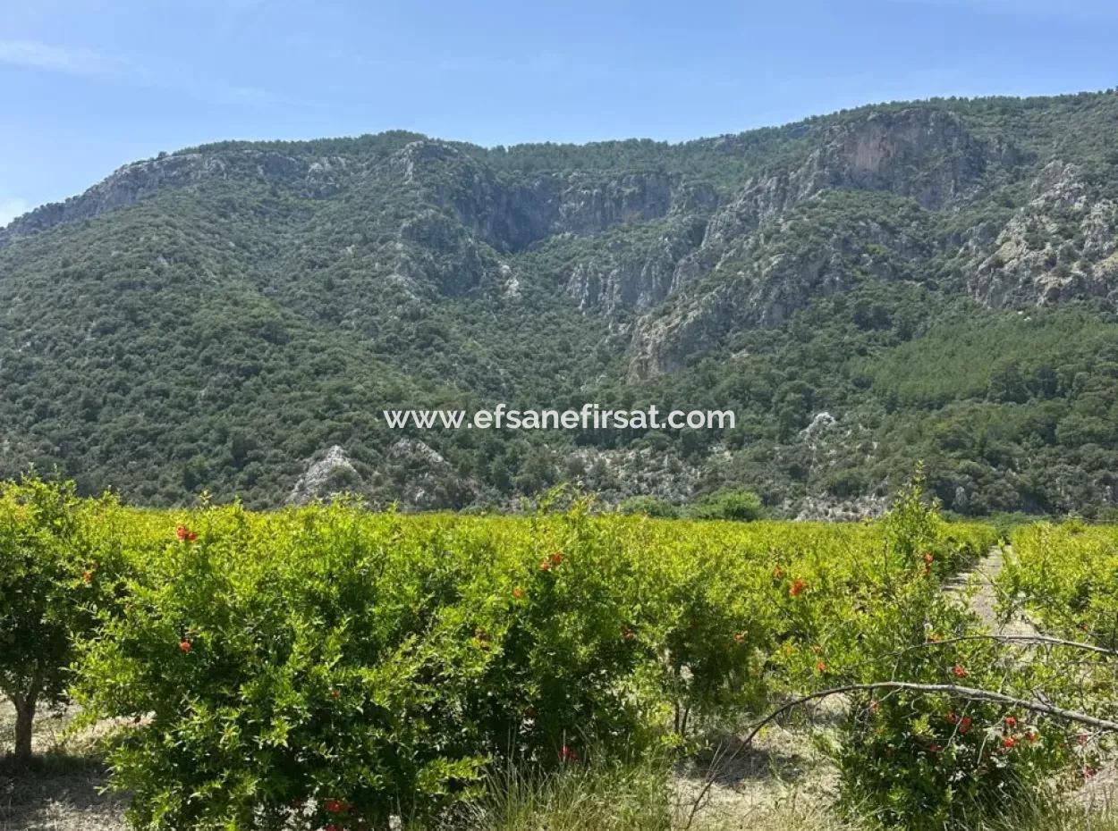 13 500 M2 Field For Sale In Ortaca Mergenli