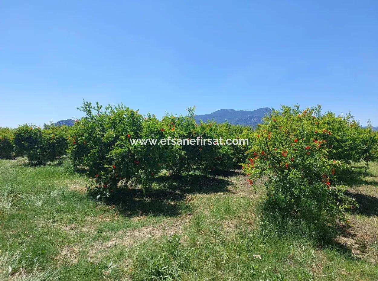 9.000 M2 Pomegranate Garden For Sale In Muğla Ortaca Eskiköy