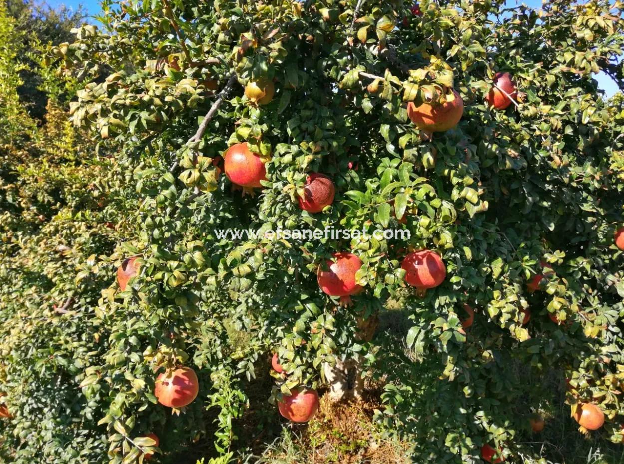 48 Acres Of Pomegranate Fields For Sale In Ortaca Eskiköy