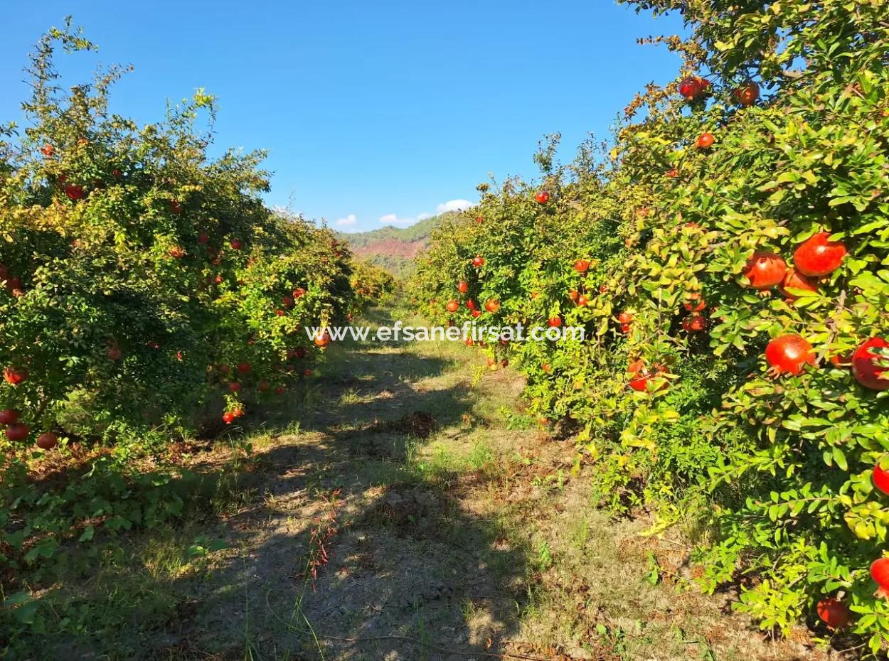48 Acres Of Pomegranate Fields For Sale In Ortaca Eskiköy