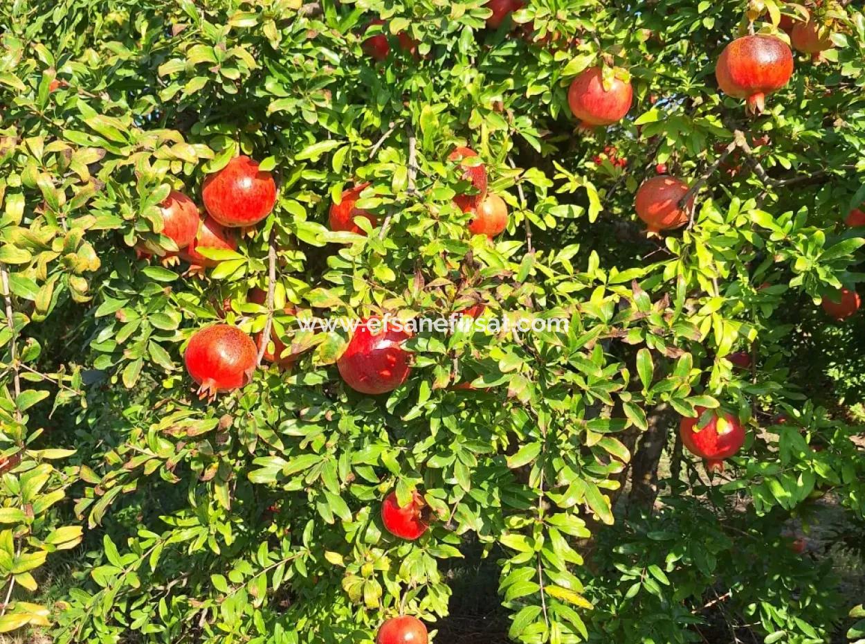 48 Acres Of Pomegranate Fields For Sale In Ortaca Eskiköy