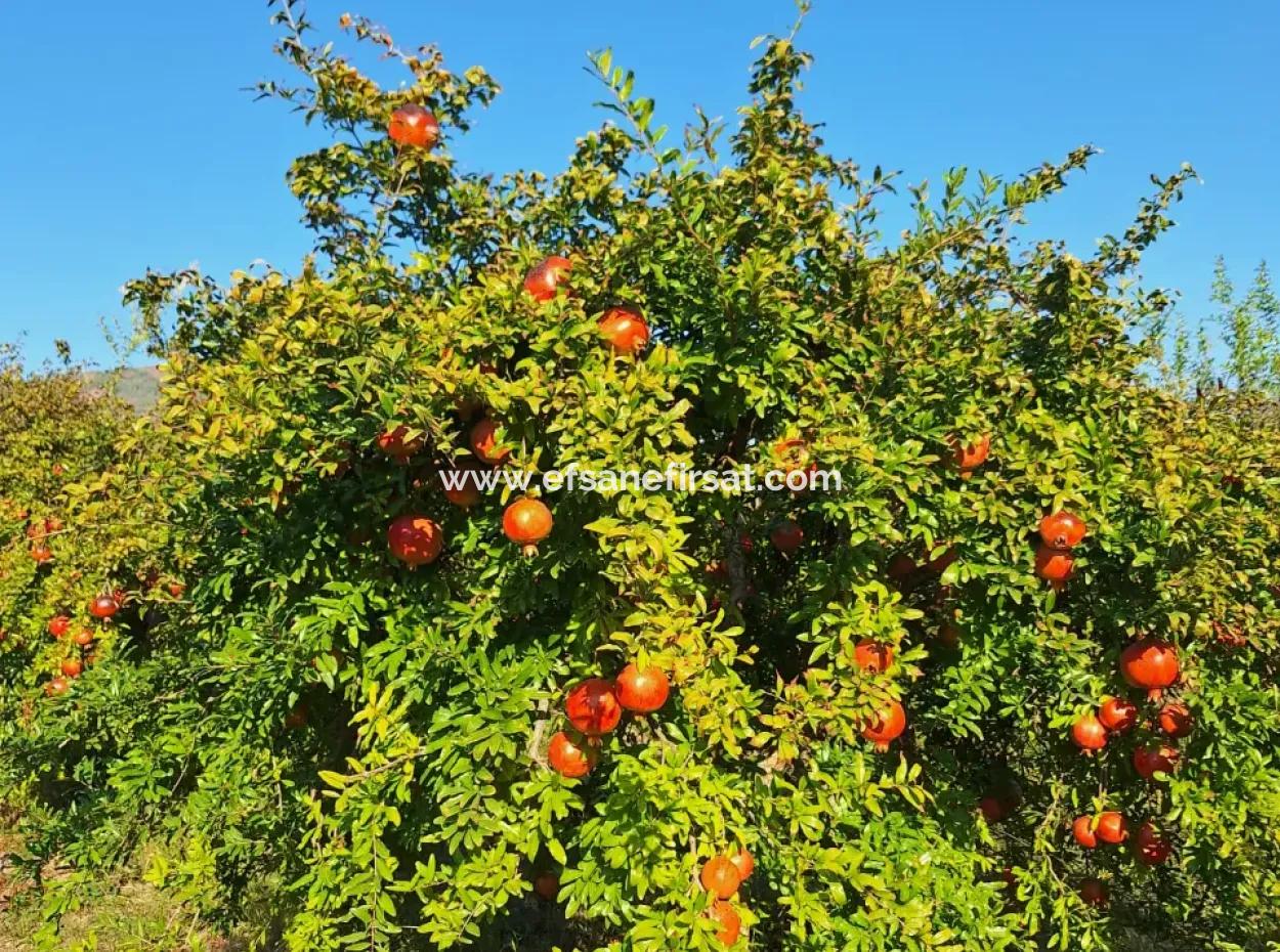 48 Acres Of Pomegranate Fields For Sale In Ortaca Eskiköy
