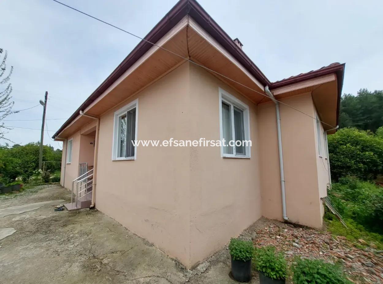 Village House And Farm For Sale On 6.650 M² Fertile Land In Muğla Köyceğiz Poplar